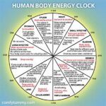 The Energy Clock: The Exact Time Of Day When Your Body Is Most Ready For A Hard Session!