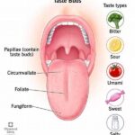 Your Taste Buds Matter: How To Re-train Them To Crave Vegetables Over Sugar!